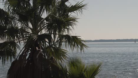 Two-palm-trees-with-Charleston-Harbor-backdrop