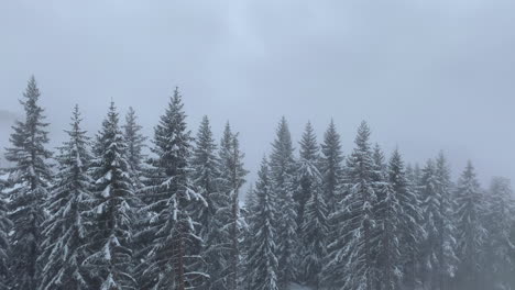Verschneite-Kiefern-Auf-Der-Piste-Des-Winterresorts,-Vom-Skilift-Aus-Gesehen