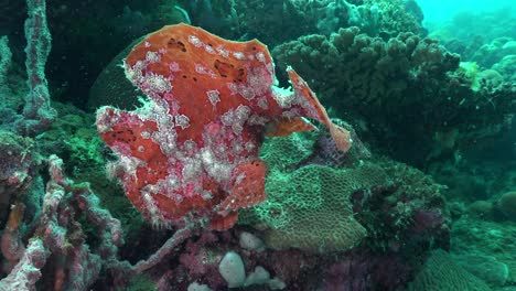A-giant-red-frogfish-swimming-over-a-coral-reef