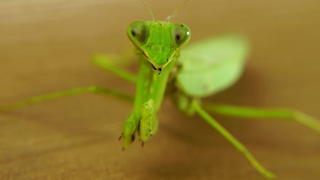 Praying-mantis-closeup-video