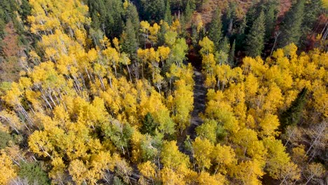 Car-drives-through-an-aspen-grove-in-autumn-with-yellow-leaves---aerial-tilt-up-to-reveal-the-mountain-landscape