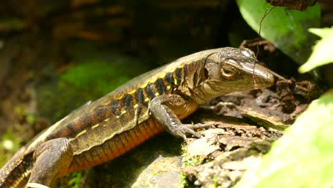 A-lazy-looking-brown-and-yellow-striped-lizard-leaning-on-a-rock,-barely-moving,-just-blinking-lazely-in-the-sunlight