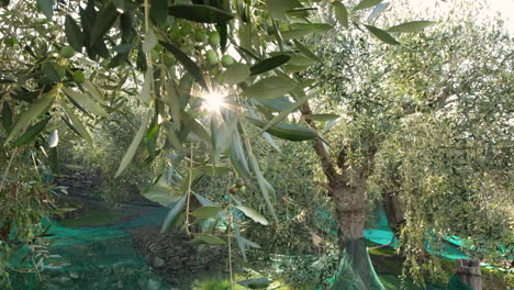 Olive-trees-cultivation-agriculture-in-a-sunny-day