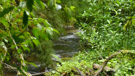 River-rappids-flow-down-stream-in-a-beautiful-green-environment