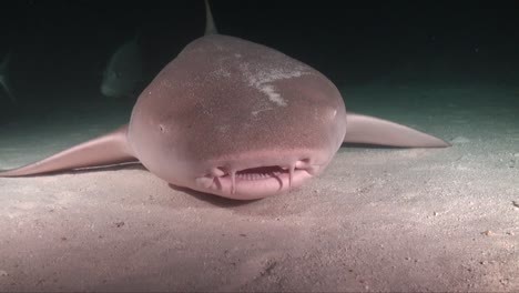 nurse-shark-lying-on-sandy-bottom-at-night-close-to-the-camera-an-open-it's-wide