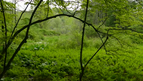 Hirsche,-Die-Im-Hintergrund-Auf-Einem-Offenen-Feld-Zwischen-Den-Bäumen-An-Einem-Bewölkten-Waldtag-Im-Frühling-Spazieren