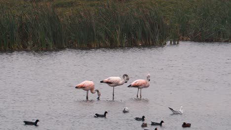 3-Flamingos-Eating-and-Grooming-in-Lake-with-Ducks-Swimming-Around