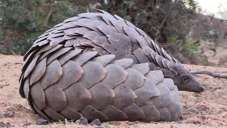 Close-view-of-African-pangolin-lying-on-ground-and-looking-around