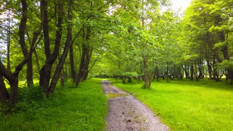 Walking-on-a-country-road-in-the-forest,-summer-season
