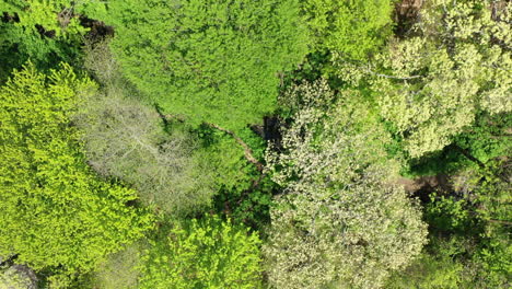 Eine-Luftaufnahme-über-Die-Wipfel-Der-Grünen-Bäume