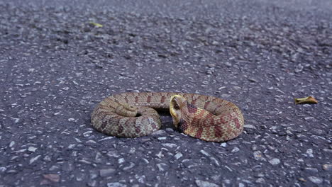 Medium-close-up-low-angle-shot-of-an-Eastern-Hognose-snake,-Heterodon-platirhinos,-as-it-reacts-to-a-perceived-threat-by-flattening-its-neck-and-opening-its-mouth,-then-flicks-its-tongue-