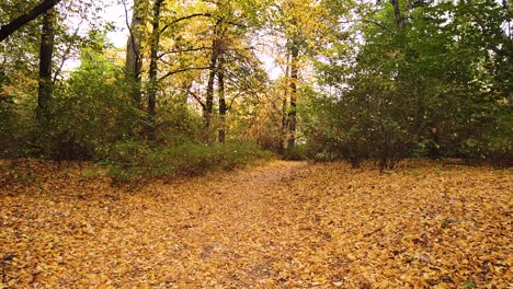 Gelbe-Und-Goldene-Blätter-Fallen-Von-Den-Baumwipfeln-Herunter,-Während-Vögel-Fliegen-Und-Auf-Baumzweigen-Im-Park-Skaryszewski-Mit-Wunderschönen-Herbstfarben-Landen