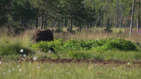 A-Wild-Bear-Roaming-Alone-At-The-Field-On-A-Sunny-Day---wide-shot