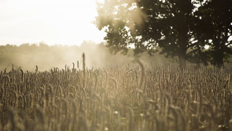Rye-crop-growing-in-hot-summery-field,-close-up-shot