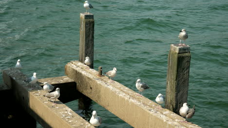 Group-of-seagulls-sitting-on-wooden-boardwalk-in-Baltic-Sea-during-sunny-day,Static-shot