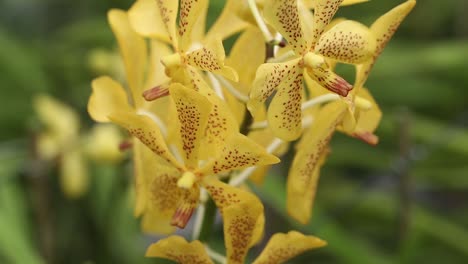 Close-Up-Footage-of-Beautiful-Yellow-Orchid