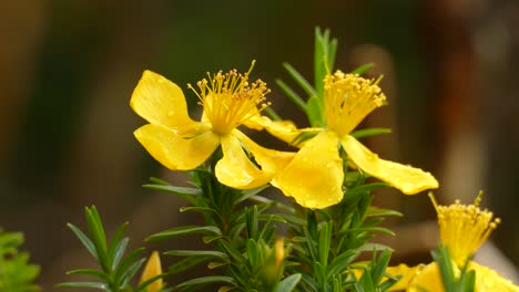 Beautiful-yellow-Allamanda-amarillo-flower-in-a-Costa-Rican-forest