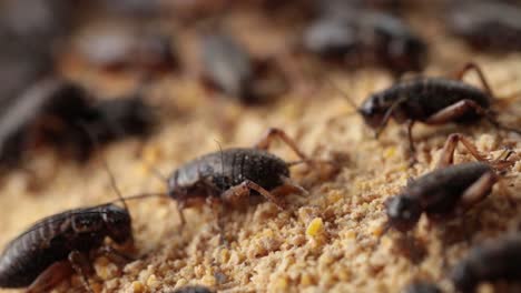 Macro-Footage-of-Crickets-Eating-Their-Food-That-Farmer-Feed-Them