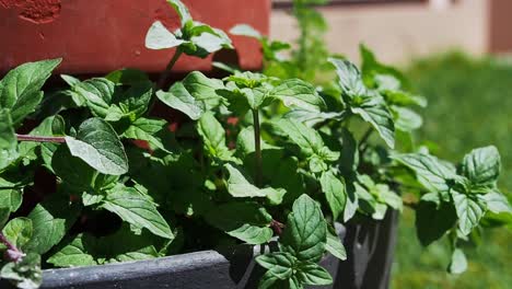 Mint-plant-in-a-pot
