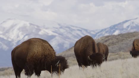 bison-herd-grazing-with-unreal-mountain-backdrop-slomo