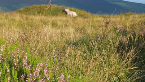 Nach-Oben-Geneigte-Aufnahme-Eines-Einsamen-Lamms,-Das-Im-Morgensonnenlicht-Auf-Dem-Grasland-In-Der-Nähe-Von-Heidepflanzen-In-Den-Wicklow-Mountains,-Irland,-Ruht
