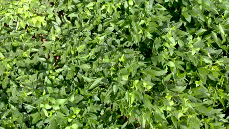 Green-soybean-field-aerial-footage