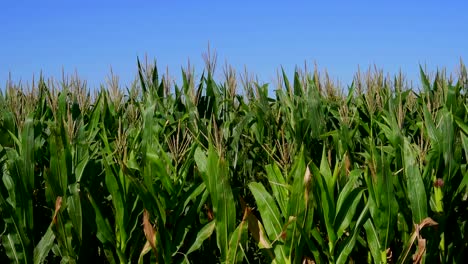 Close-shot-of-corn-crops-on-a-sunny-morning,-slow-motion
