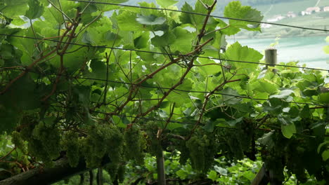 Trauben-Von-Weißweinweinbergen-In-Kaltern-Mit-Dem-Kalterer-See-Im-Hintergrund-An-Sonnigen-Tagen