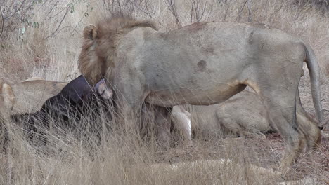 Male-lion-feeds-on-African-buffalo-carcass-in-tall-grass-on-windy-day