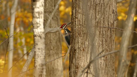 Picturesque-autumn-scene-with-large-woodpecker-bird-actively-searching