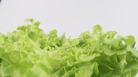 Grüner-Eichensalat,-Der-Im-Hydroponik-Stil-Gepflanzt-Ist,-Ist-Wunderschön-Platziert-Und-Dreht-Sich-Langsam