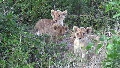 Footage-of-lion-cubs-hiding-in-the-bush-waiting-for-their-mother-to-return
