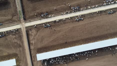Cows-congregate-around-the-shade-of-the-feeding-shed-at-an-American-dairy