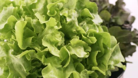 Grüne-Eiche-Und-Roteiche-Frischer-Salat,-Der-Im-Hydroponik-Stil-Gepflanzt-Ist,-Ist-Schön-Platziert-Und-Dreht-Sich-Langsam