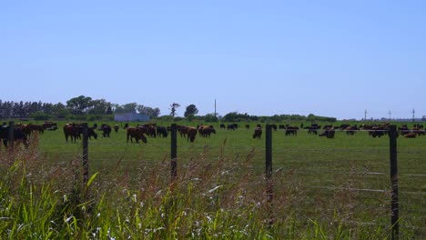Slow-motion-pan-left-to-right-of-cattle-grazing-in-a-field-at-mid-morning-on-a-sunny-day