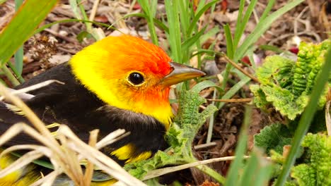 A-close-up-of-the-head-of-a-cute-little-Western-Tanager-bird-in-a-backyard-flower-bed