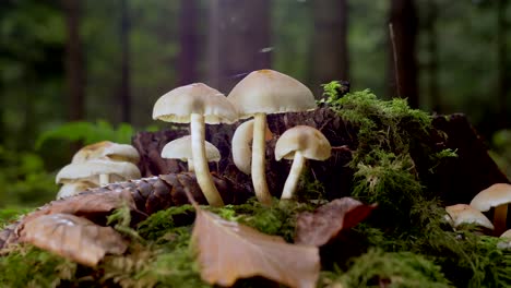 Low-angle-slide-shot-of-white-mushrooms-in-forest-and-sunlight-in-background-during-autumn