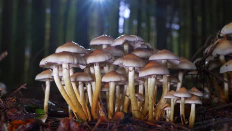 Cinematic-slider-of-mushrooms-in-forest-growing-during-sunlight-shining-between-trees-in-background