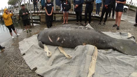 manatee-about-to-be-released-after-recovery-from-boat-injuries