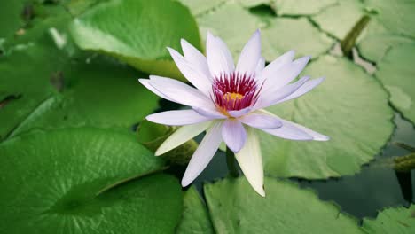 Die-Lotusblumen-Blühen-Im-Teich-Und-Haben-Wunderschöne-Grüne-Lotusblätter