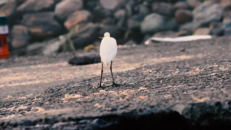 A-young-White-heron-bird-looking-for-food-dry-waste-fishes-near-a-shore-with-sharp-eyes-video-background-in-full-HD-in-mov