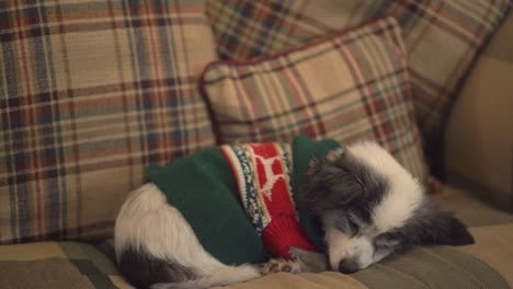 Dog-at-Christmas-time