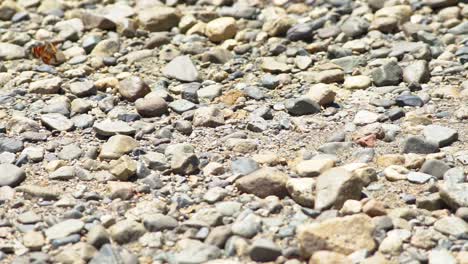 Close-up-of-monarch-butterly-flying-over-a-pebble-stone-beach-on-a-sunny-day-in-Puelo-Lake,-Patagonia-Argentina