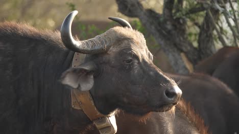 Closeup-of-a-cape-buffalo-with-a-GPS-tracking-collar-around-its-neck