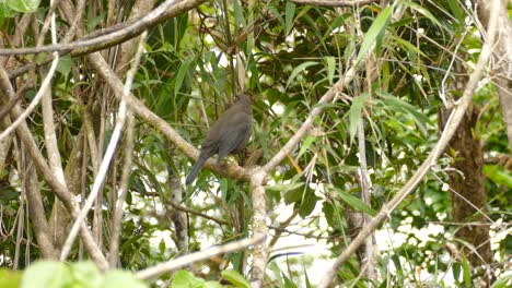 Wildlife-in-Nature---Bird-on-Tree-Branch-in-Costa-Rica-Tree-Rainforest