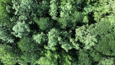 Mangrove-Forest-,-natural-sea-defence,-aerial-drone-fly-over-with-lush-green-foliage-swaying-in-the-wind