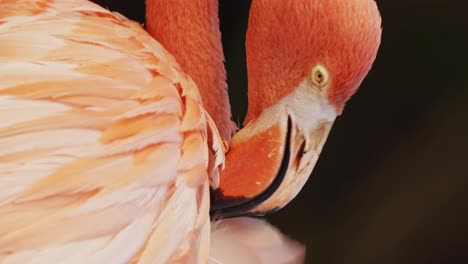 Vertikale-Nahaufnahme-Eines-Amerikanischen-Flamingos,-Der-Mit-Dem-Schnabel-An-Federn-Pflückt