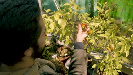 Hipster-male-checking-on-his-chili-plants-in-his-green-house-high-angle
