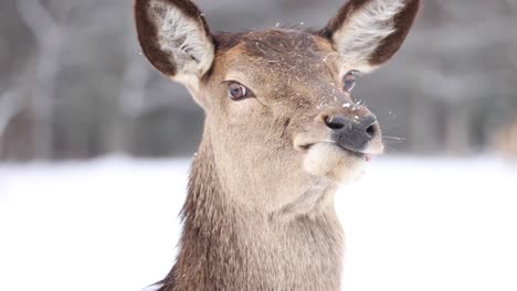 elk-close-up-walking-slow-motion-in-the-winter
