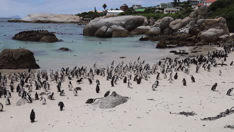Urban-Boulders-Beach-In-Kapstadt-Beherbergt-Eine-Kolonie-Afrikanischer-Pinguine